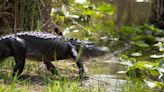 On National Alligator Day, UF/IFAS shares information on why it's great to be a Florida gator