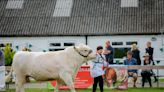 Cows, cattle and more: Great Yorkshire Show 2024 opens amidst heavy rain