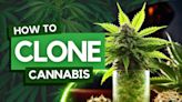 How to Clone Cannabis: Step-by-Step Guide for Healthy Clones