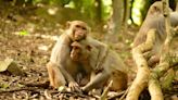 Climate Catastrophe Forces Island Monkeys to Quickly Master New Social Skills