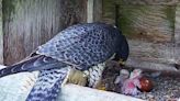 4 downy chicks born to Moncton pair of rooftop peregrine falcons