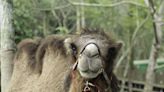 動物園雙峰駱駝「煙雨」成功返家 (圖)