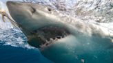 Avistan a enorme tiburón blanco en la costa de Carolina del Sur