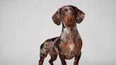 Pet Parents Cultivate Perfect Crop for Their Digging Dachshund