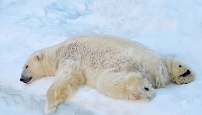 高溫狂飆 北極熊熱癱「躺冰消暑」 百萬網超心疼 - 萌寵
