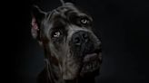 Recommended Cane Corso Health Screenings