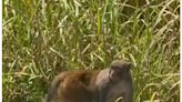 Groveland 'monkeys around' with viral video of rhesus macaque sighting