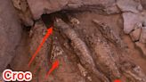 Photos show 10 mummified crocodiles found in an Egyptian tomb, likely after being sacrificed