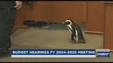 Louisville Zoo discusses $21 million budget proposal at Metro Council hearing