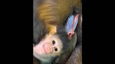 First since 1995, female mandrill ‘Ruby’ born at Fort Worth Zoo