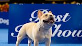 French bulldog crowned winner of National Dog Show for first time