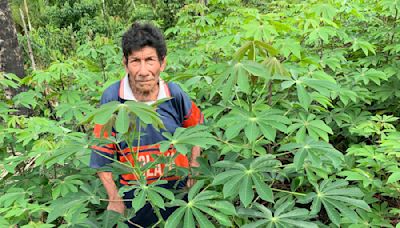 Cassava: The perilous past and promising future of a toxic but nourishing crop