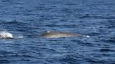 First discovery in decades of blue whales near Seychelles