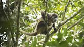 El intenso calor en México ha provocado la muerte de cientos de monos aulladores y saraguatos
