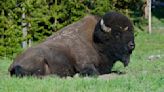 Yellowstone tourists caught on camera crowding around 2,000lb bison