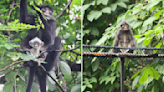 Highly endangered Raffles’ Banded Langur population in Singapore to double in 15 years