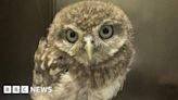 Wildlife 'orphan season' leads to Norfolk charity plea