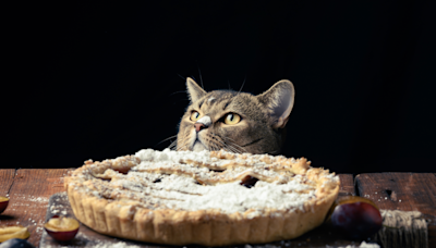 Woman bakes graham cracker pie crust, but her cat has other ideas