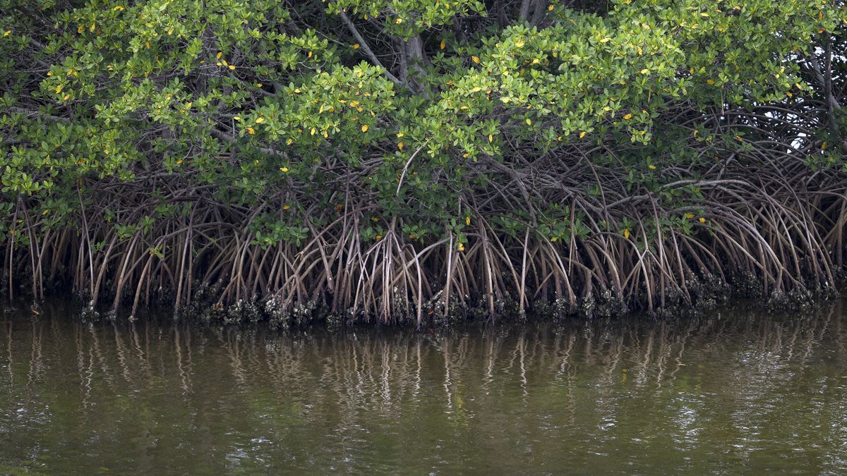 This disease is the latest threat to Florida’s vulnerable mangrove trees