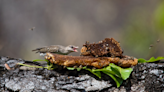 Badgers and birds may be teaming up to steal honey