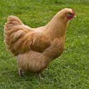 Orpington chicken