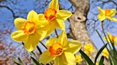 Daffodils will grow back ‘much bigger and stronger’ with expert’s ‘crucial’ task