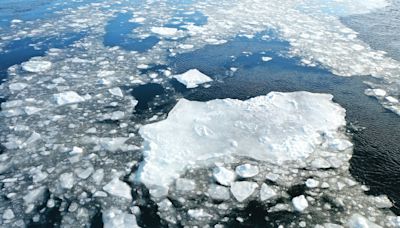 Less sea ice on Labrador coast means more icebergs — but fewer seals