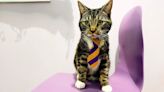 De la calle a las aulas: la vida de Macaroni, el gato que disfruta trabajar en de escuela de Inglaterra