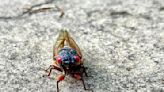 Orange County Sheriff announces arrest of ‘flight risk’ cicada