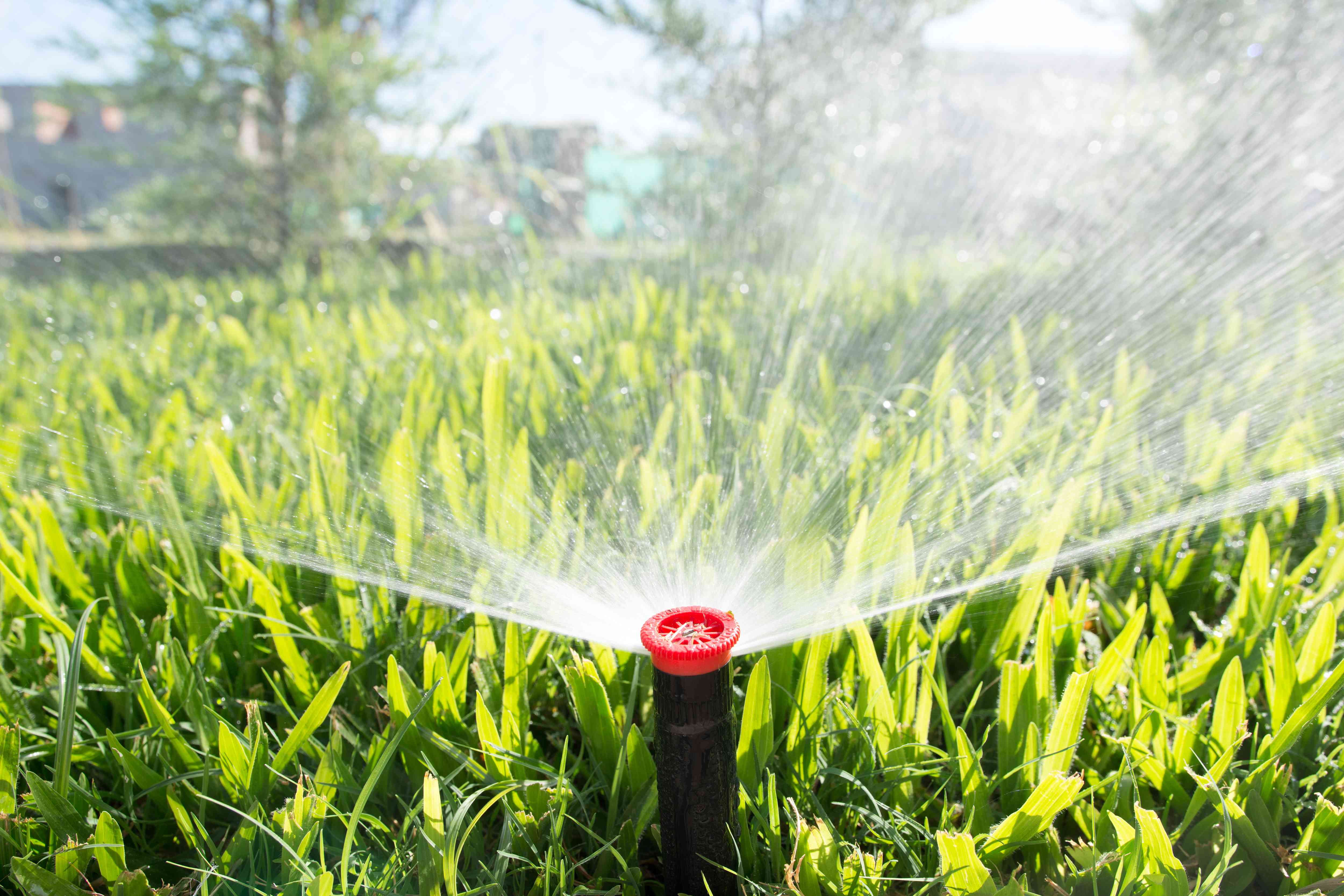 10 Spring Lawn Care Tips to Get Your Yard Ready for Summer