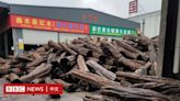 與中國的非法紅木貿易助力莫桑比克的反叛活動