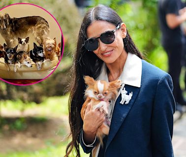 Demi Moore’s Love Life Is Going to the Dogs! Actress Is Putting Her Pets Before Dating