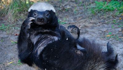 Rare honey badger, the most fearless animal, spotted for the first time in Uttarakhand