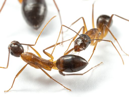 Ants amputate legs in order to ensure survival – study