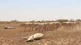 Extreme Ethiopia drought sees hungry monkeys attack children