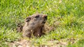 Will Punxsutawney Phil See His Shadow on Groundhog Day 2024?