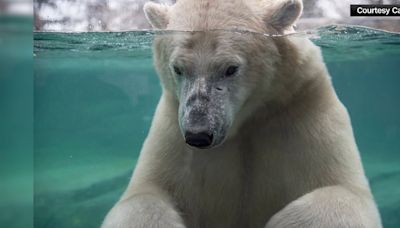 Polar bear dies in tragic accident while playing with another polar bear, zoo says