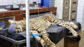 Cheetahs return to India after 70-year absence