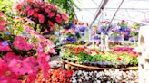 Hanging baskets and potted plants are popular choices for Mother’s Day gifts
