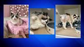Winter, a Ragdoll cat, surrendered after fracturing leg, has emergency amputation surgery, ARL says