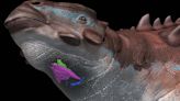 'Extremely rare' fossilized dinosaur voice box suggests they sounded birdlike