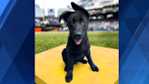 Pirates looking for name for new team pup