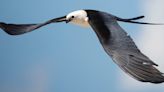 Swallow tailed kites put on acrobatic show over marsh off of Summerlin Road in Fort Myers