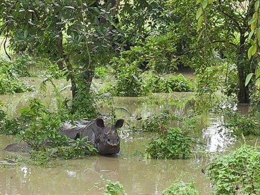 Assam floods: Kaziranga submerged; 8 animals killed, 44 rescued