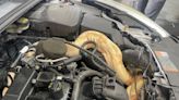 South Carolina mechanics discover giant boa constrictor in car engine and are working to find it a home