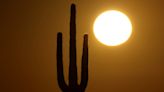 Record heat contributes to killing off iconic saguaro cactuses