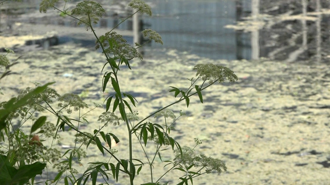 Here's how the city of Austin is working to curb toxic algae growth in Lady Bird Lake