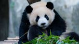 Giant pandas living in zoos could be suffering from ‘jet lag,’ study says