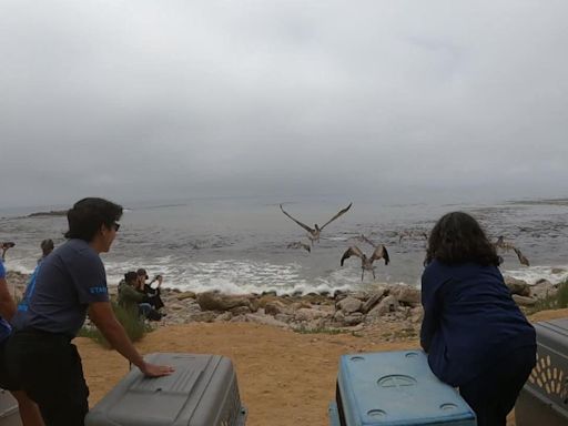 VIDEO: Rehabilitated Brown Pelicans released into the wild