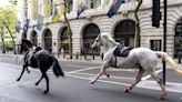 Runaway Military Horses Bolt Through Central London, 1 Appears To Be Covered In Blood